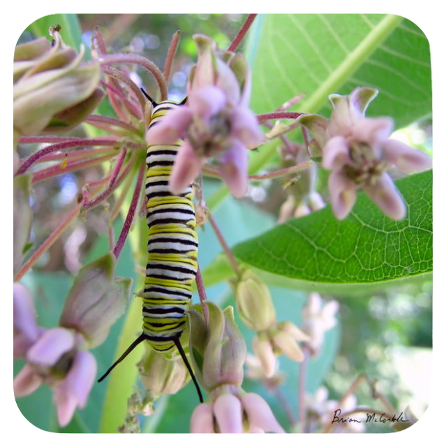 (image for) Monarch Caterpillar